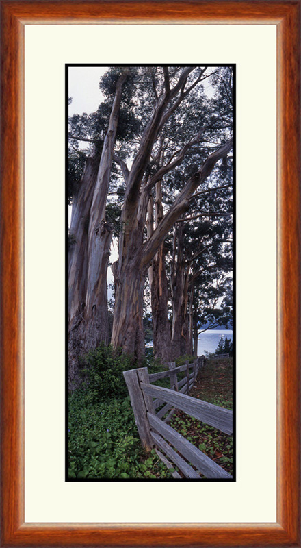 Tasmanian Bluegums