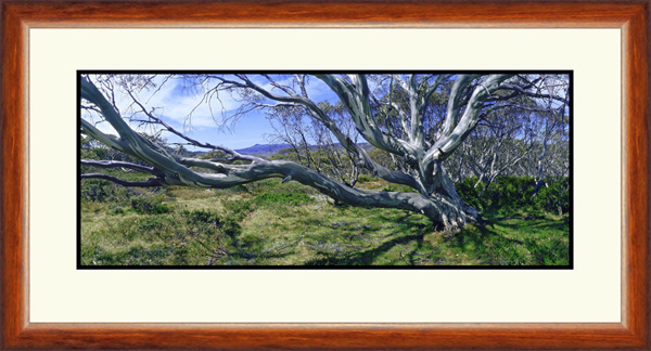 Kosciuszko Snowgums