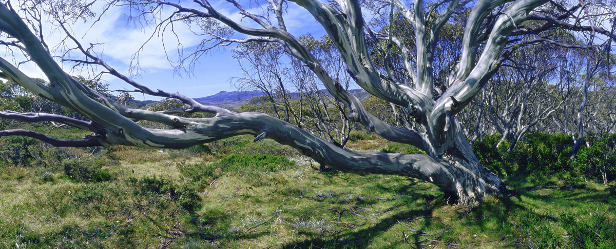 Snowgums