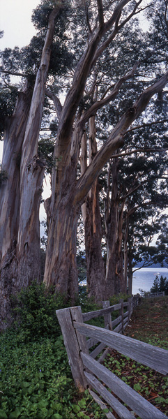 Tasmanian Bluegums